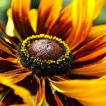 A close-up image of a yellow and brown flower that shows the center of the flower along with the petals outstretched in the background.